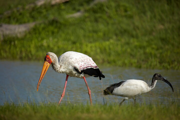 Yellow-billed Stork (Mycteria ibis) and Sacred Ibis (Threskiornis aethiopicus) Moremi Game Reserve Botswana Africa