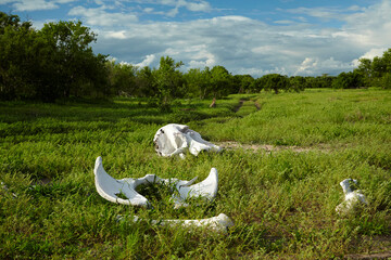 Bones of an African Elephant (Loxodonta africana) Savuti Region Chobe National Park Botswana Africa