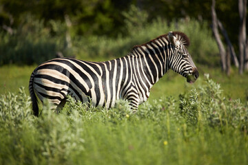 Fototapeta na wymiar Zebra Moremi Game Reserve Botswana Africa