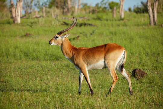 Red lechwe (Kobus leche leche) Moremi Game Reserve Botswana Africa