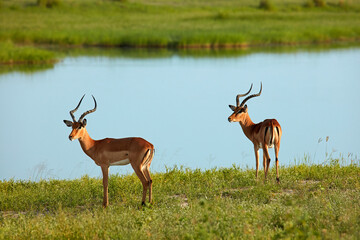 Naklejka na ściany i meble Male impala (Aepyceros melampus melampus) Chobe River Chobe National Park Botswana Africa