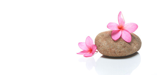 Fototapeta na wymiar Pink Frangipani flower with stone on white panorama background, Natural Flowers Relaxing concept