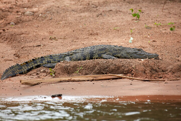 Nile crocodile (Crocodylus niloticus) Chobe River Chobe National Park Kasane Botswana Africa