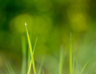 grass with dew drops