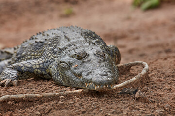 Nile crocodile (Crocodylus niloticus) Chobe River Chobe National Park Kasane Botswana Africa