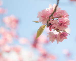pink cherry blossom