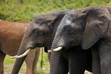 African Elephants (Loxodonta africana) Chobe River Front Region Chobe National Park Botswana Africa