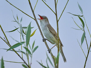 
reed warbler on the branch