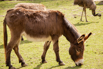 donkey in the field
