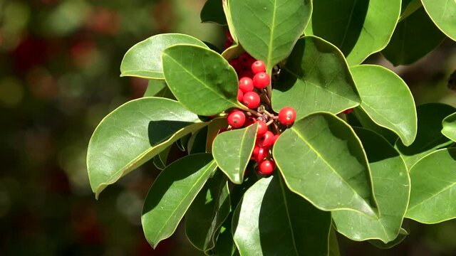 Red berries on the Kurogane Holly Tree. This tree survived the atomic bombing (hibakujumoku tree). Hiroshima Castle Park, Japan