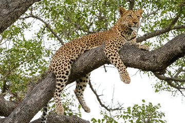 Fototapeta na wymiar Leopard resting Botswana Africa.