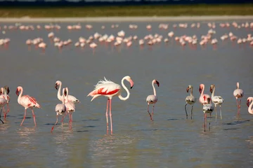 Foto op Canvas Lesser and greater flamingoes on flooded Sua Pan Nata Bird Sanctuary Botswana Africa © Danita Delimont