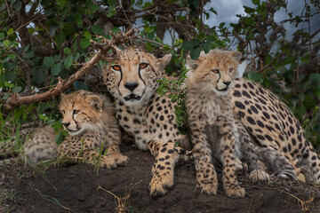 Kenya Masai Mara National Reserve. Mother cheetah and cubs.