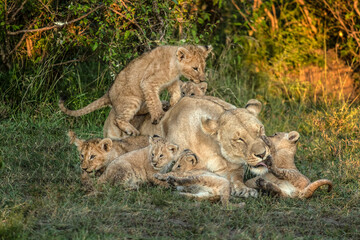 Africa Kenya Masai Mara Conservancy. Female lion with cubs.