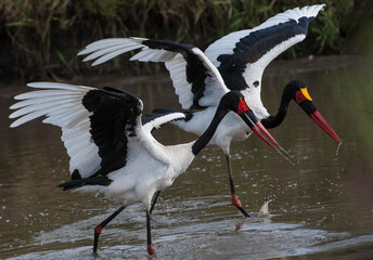 Africa Kenya stork. Africa Kenya