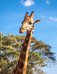 An endangered Rothchild giraffe.