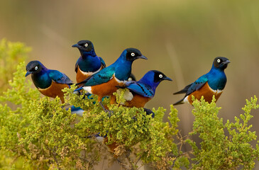 Africa Kenya. Superb starling birds in tree.