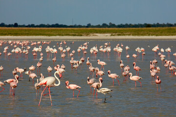 Lesser and greater flamingoes on flooded Sua Pan Nata Bird Sanctuary Botswana Africa