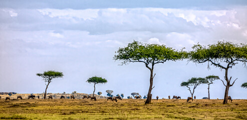 Looking across the Masai Mara Kenya with wildebeest and acacia trees kept browsed by giraffe.