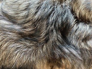 Closeup on beautiful healthy dog fur. 