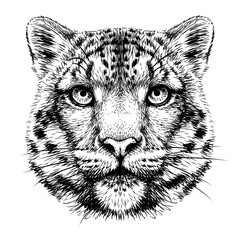 Snow leopard. Graphic, monochrome portrait of a snow leopard on a white background. Digital vector graphics.