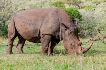 Obraz premium White rhinoceros grazing among foothills in the Masai Mara Kenya Africa.