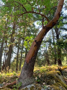 Amazing tree with nice shape trunk and bark in the forest, 