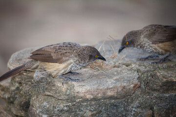 Brown babblers sift through nesting material.