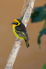 A baglafecht weaver perched on a twig.