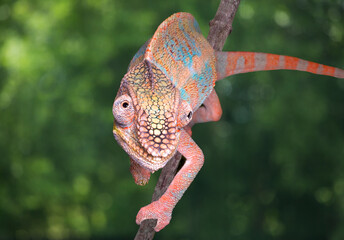 Madagascar. Panther chameleon on branch.