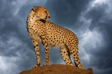 Africa Namibia. Close-up of cheetah on mound at sunset.