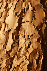 Bark of Kokerboom or Quiver Tree (Aloe dichotoma) Mesosaurus Fossil Camp near Keetmanshoop Namibia Africa