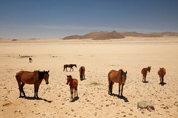 Wild Horses Garub Namib-Naukluft National Park near Aus Southern Namibia Africa