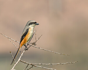 Long tail Shrike sitting on a branch