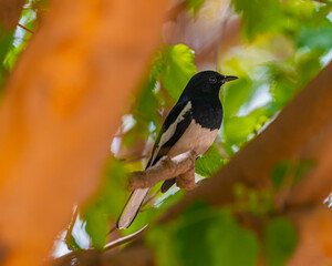 Oriental Magpie sitting in a shade