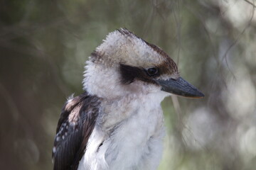 Extreme close-up portrait of laughing Kookaburra (Dacelo novaeguineae) in tree Western Australia.