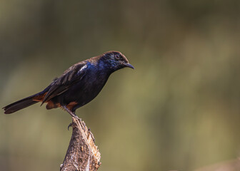 Indian Robin on a tree
