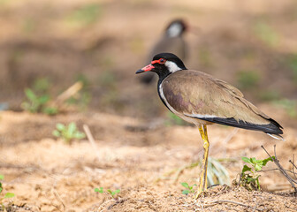 Red Wattled Lapwing in the field