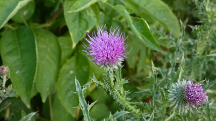 Blooming thistle in the field behind the city in summer.