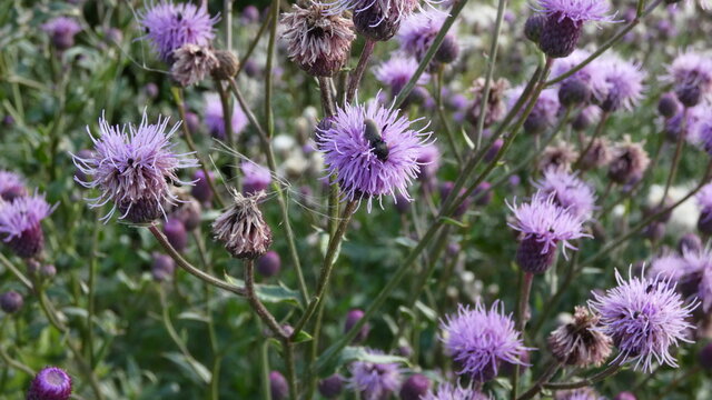 Blooming thistle in the field behind the city in summer.