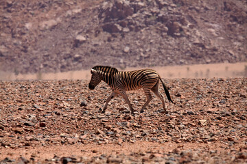 Fototapeta na wymiar Zebra and heat shimmer Namib Desert Namibia Africa
