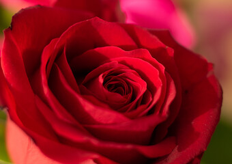 red rose closeup