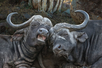 South Africa. Tender moment for Cape buffaloes.