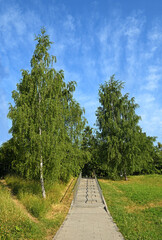 Summer landscape. Birches in Mitino landscape park. Moscow, Russia