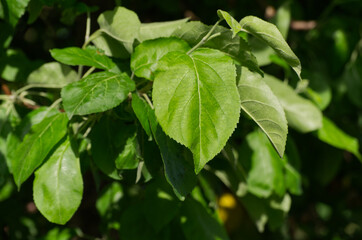 Fototapeta na wymiar Leaves of an Apple Tree