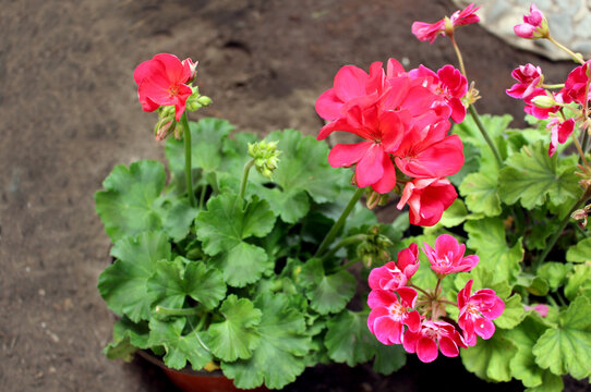 Plantas de geranio con muchas flores de color Fuchsia brillante