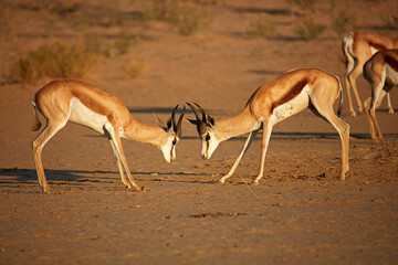 Springboks fighting (Antidorcas marsupialis ) Kgalagadi Transfrontier Park South Africa - obrazy, fototapety, plakaty