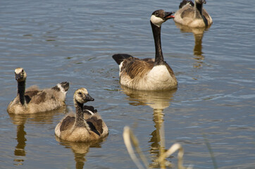A Canada Goose Family in the Water