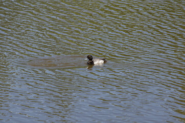 A Male Greater Scaup in the Water