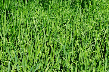 View of a natural green field of wild grass, Sofia, Bulgaria  